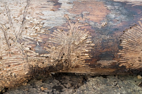 Deadwood piles as natural insect nesting aid