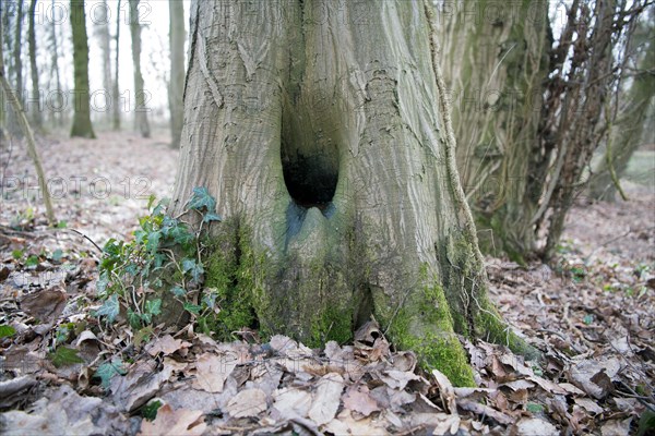 Water pot in old tree