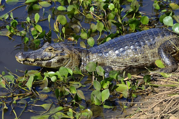 Yacare caiman