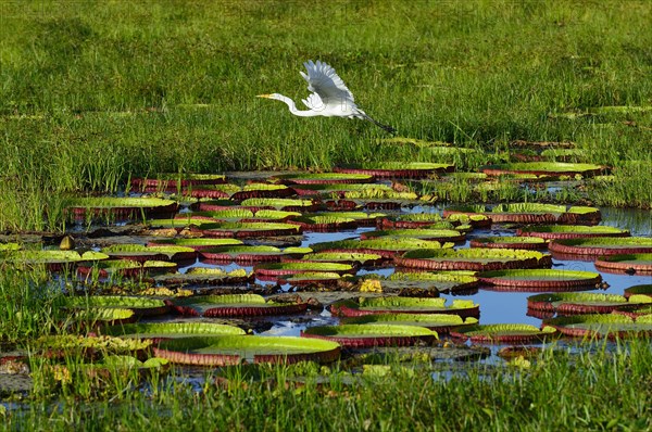 Great egret