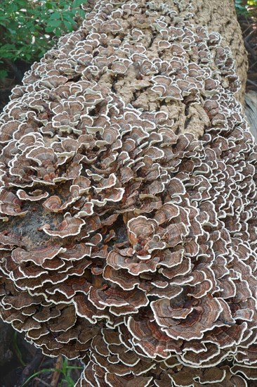 Turkey tail