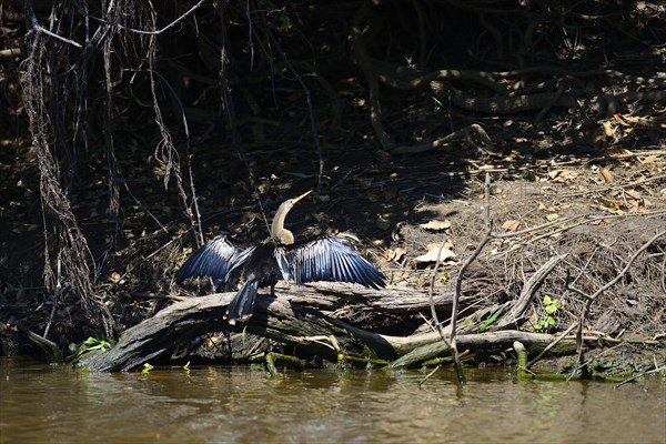 Anhinga