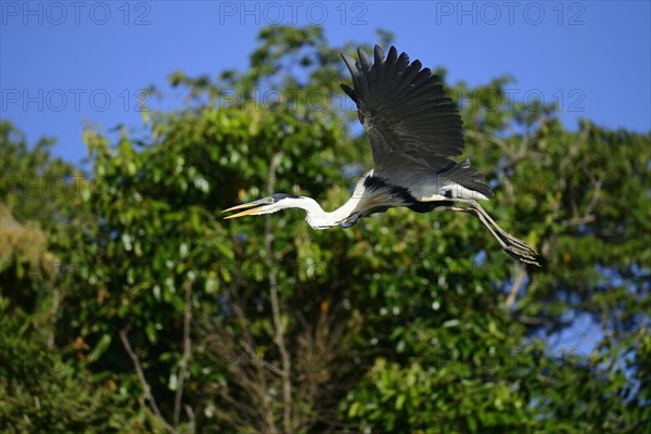 Cocoi heron