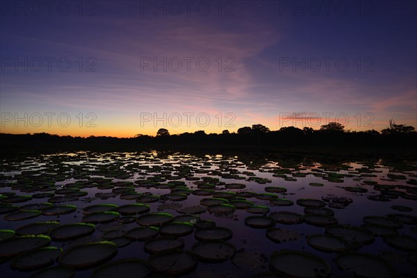 Sunset over a pond with amazon water lily