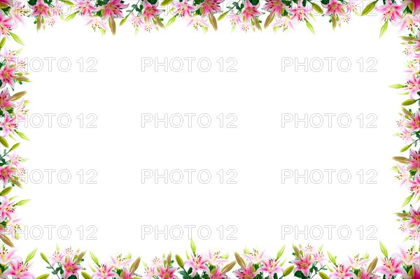 Lily flowers composition frame over white copyspace