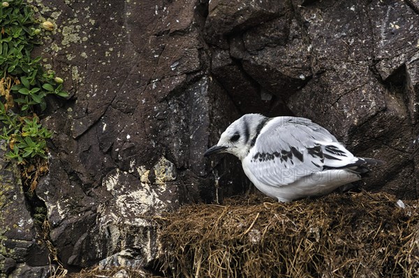 Single Black-legged kittiwake