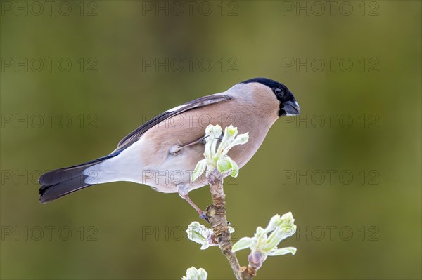 Bullfinch or eurasian bullfinch