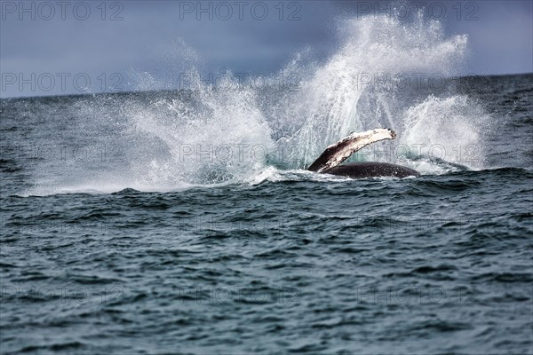 Humpback whale