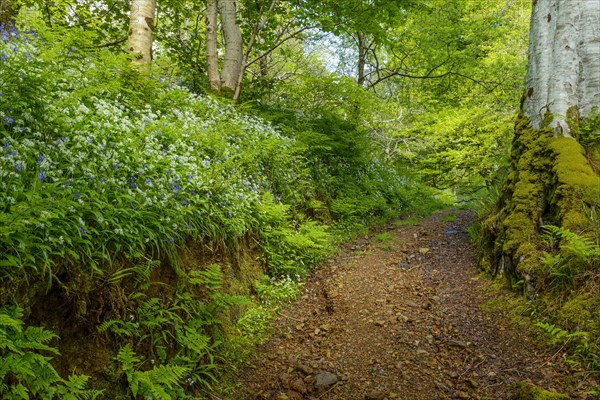 A path in spring forest with bear's garlic and bluebells