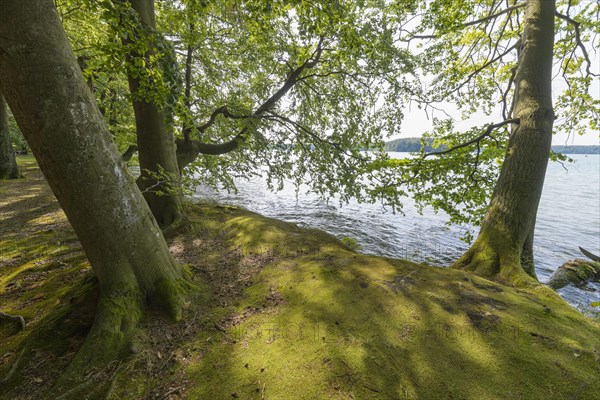 Lakeside in summer