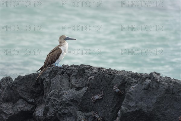 Blue-footed booby