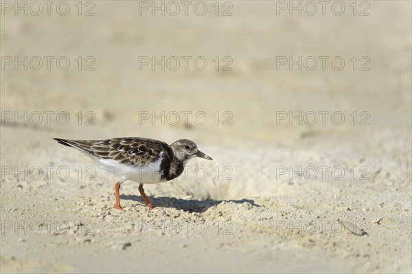 Ruddy turnstone