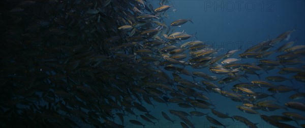 A large school of Yellowstripe Scad