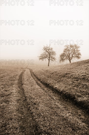 Field path leads through a mown meadow with bare fruit trees