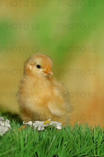 Chicken chick