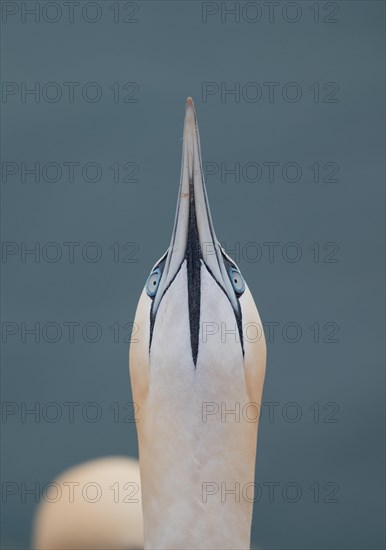 Northern gannet