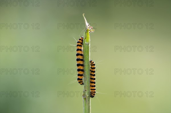 Cinnabar moth