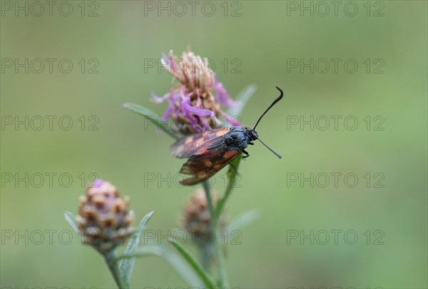 Six-spot burnet