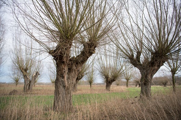 Willows