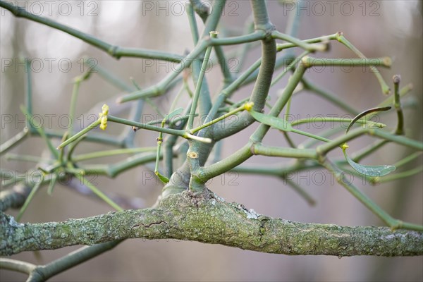 European mistletoe