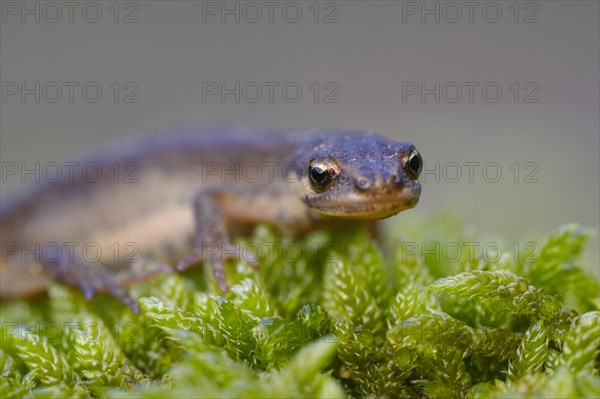 Common newt