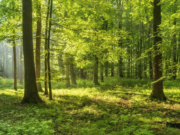 Light-flooded near-natural beech forest on the Finne mountain range