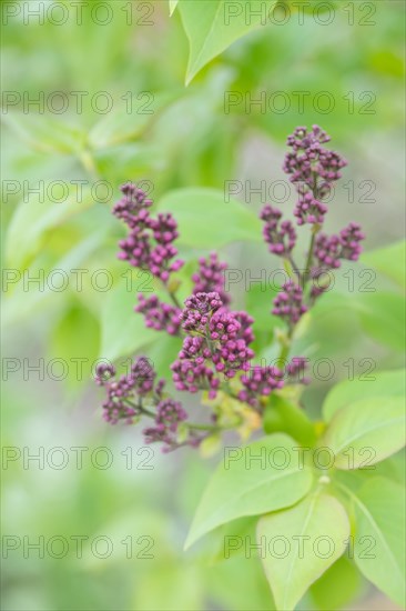 Common lilac