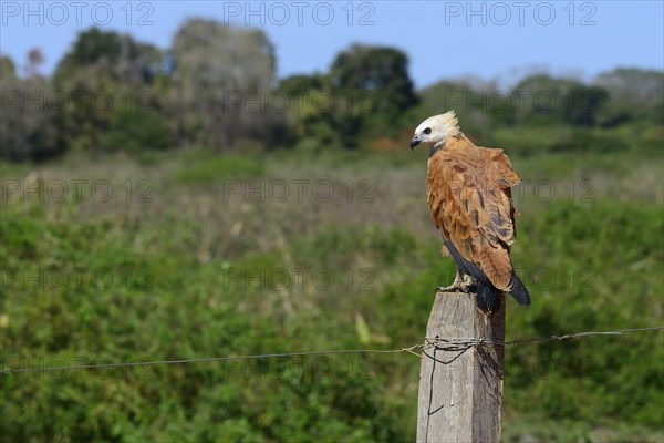 Black-collared hawk