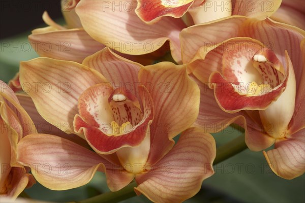 Hybrid Boat orchid