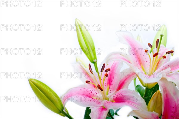 Lily flowers corner frame over white background copyspace