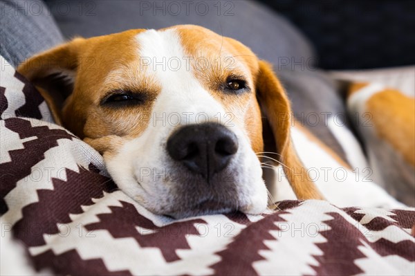 Tricolor beagle Adult dog on sofa in bright room- cute pet photography