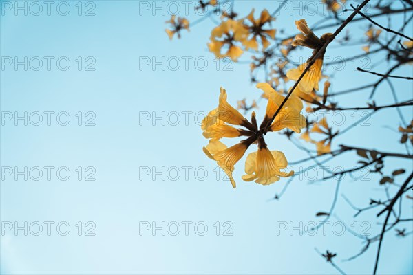 Yellow trumpet tree