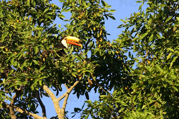 Toco toucan