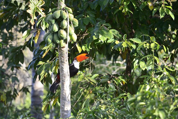 Toco toucan