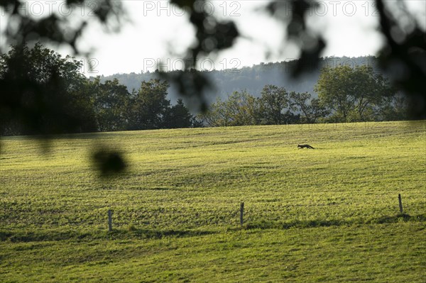 Red fox