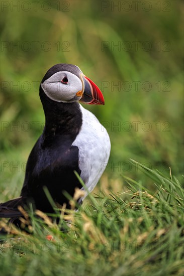 Single puffin