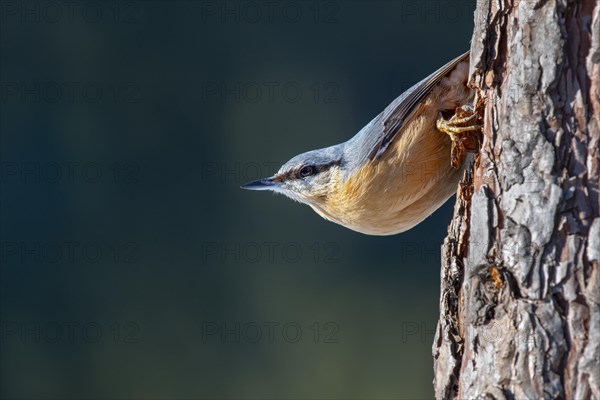 Eurasian nuthatch