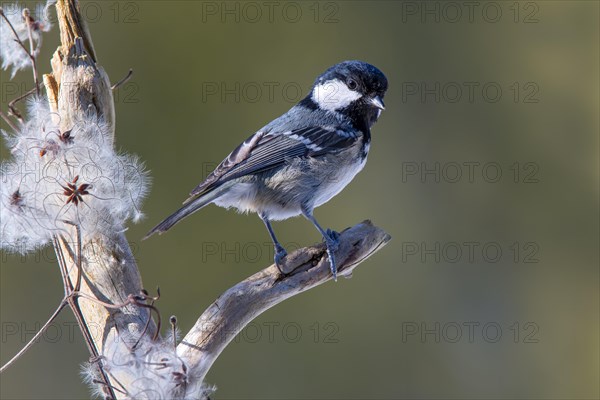 Coal tit