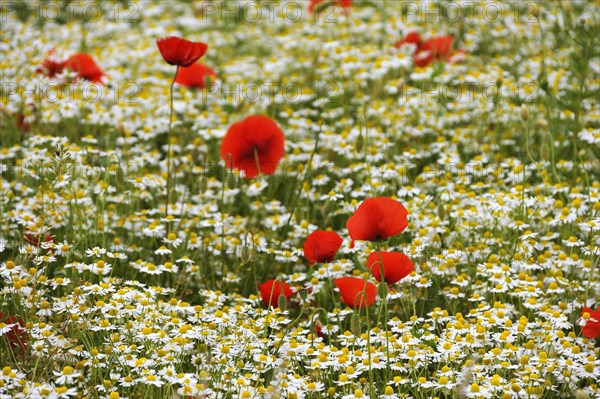 Red corn poppy flowers