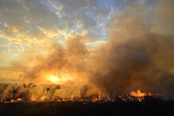 Burning vegetaition in a bushfire at sunset