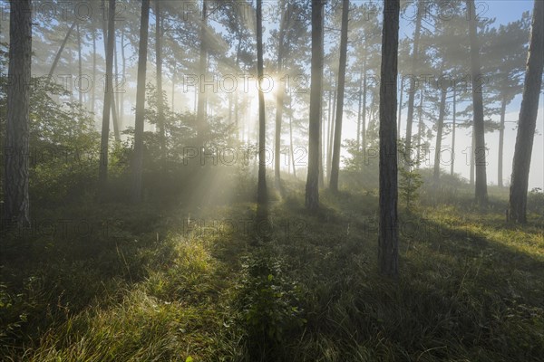 Forest in the morning with fog and sun