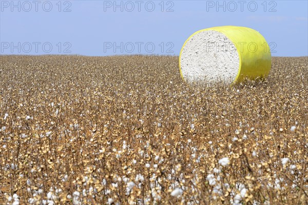 Bales of harvested cotton