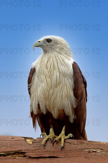 White-headed Kite