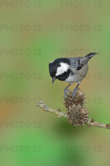 Coal tit