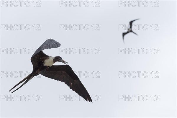 Magnificent frigatebird