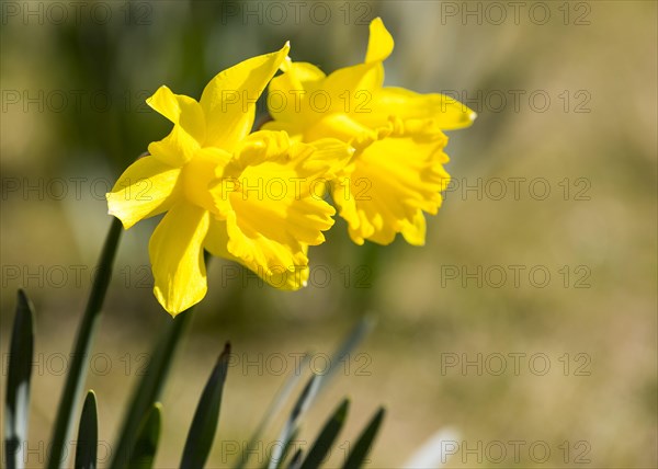 Daffodils