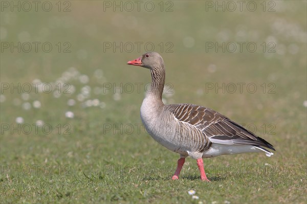 Greylag goose