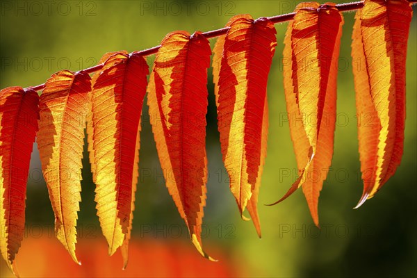 Leaf of the staghorn sumac