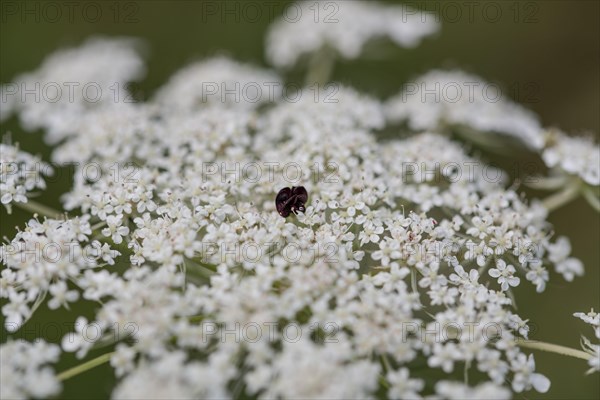 Wild carrot