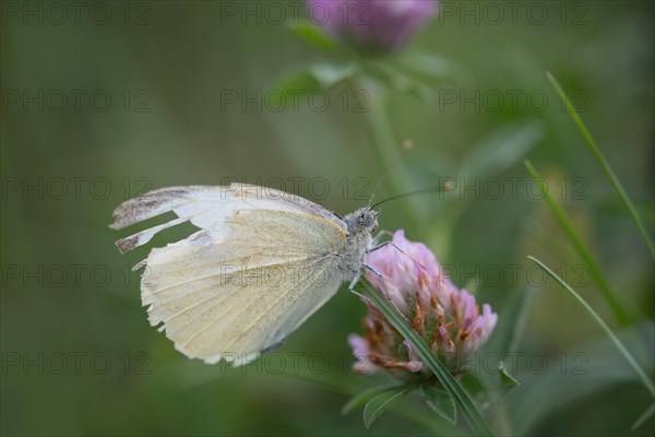 Small white